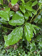Mucuna urens