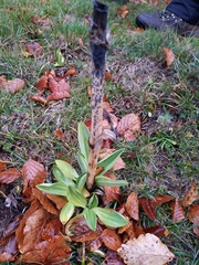 Gentiana lutea
