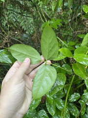 Mucuna urens