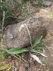 Chaptalia integerrima