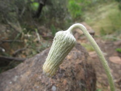 Chaptalia integerrima