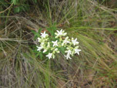 Galianthe centranthoides