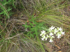 Galianthe centranthoides