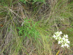 Galianthe centranthoides