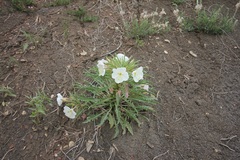 Oenothera harringtonii