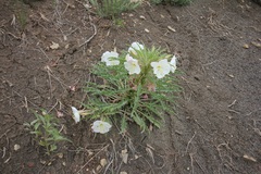 Oenothera harringtonii