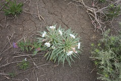 Oenothera harringtonii
