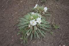 Oenothera harringtonii
