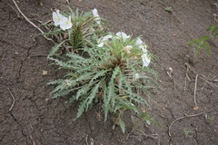 Oenothera harringtonii
