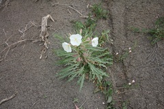 Oenothera harringtonii
