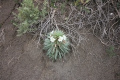 Oenothera harringtonii