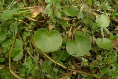 Hydrocotyle pterocarpa