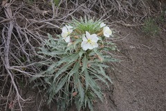Oenothera harringtonii