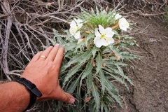 Oenothera harringtonii