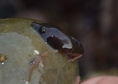 Lepadogaster purpurea