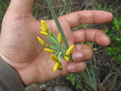 Sisyrinchium palmifolium