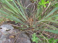 Sisyrinchium palmifolium