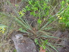 Sisyrinchium palmifolium