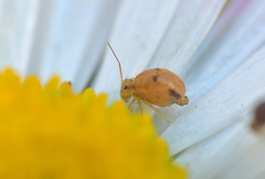 Sminthurus hispanicus