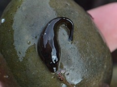Lepadogaster purpurea
