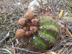 Parodia ottonis