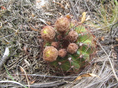 Parodia ottonis