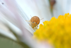 Sminthurus hispanicus