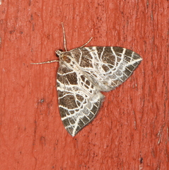 Eustroma reticulata