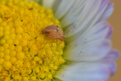 Sminthurus hispanicus