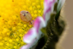 Sminthurus hispanicus