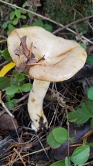 Lactarius pallescens