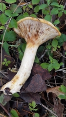 Lactarius pallescens