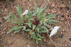 Oenothera harringtonii
