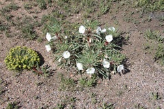Oenothera harringtonii