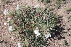 Oenothera harringtonii