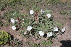 Oenothera harringtonii
