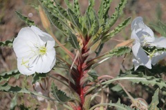 Oenothera harringtonii