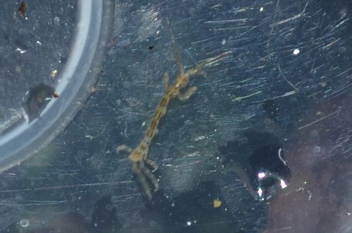 photo of Skeleton Shrimp (Caprellidae)