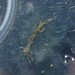 photo of Skeleton Shrimp (Caprellidae)