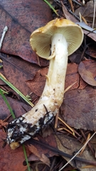 Cortinarius citrinifolius