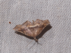 Throana pectinifer