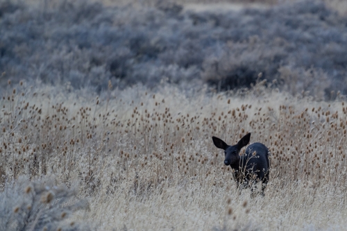 Odocoileus hemionus