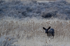 Mule Deer photo 5