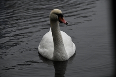 Cygnus olor
