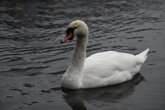 Cygnus olor