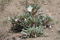 Oenothera harringtonii