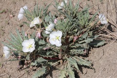 Oenothera harringtonii