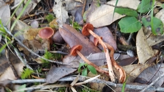 Cortinarius californicus