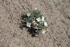 Oenothera harringtonii