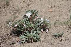 Oenothera harringtonii